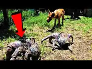 Video: WEIRDEST Crustaceans Ever !